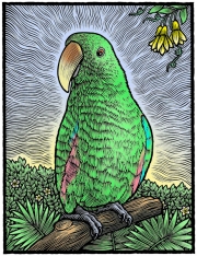 EclectusParrotPu
