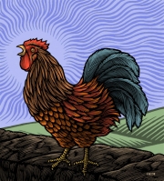 RoosterPu2