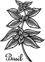 Basil