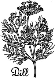 Dill
