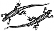 Geckos