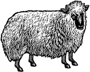 Sheep