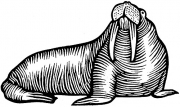 Walrus