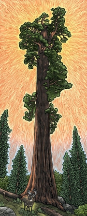 Sequoia