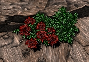 IndianPaintbrush-copy72