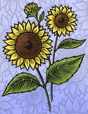 SunflowerPu